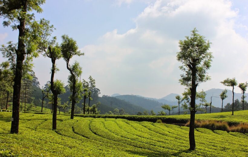 Mesmerizing Munnar - 2D/1N