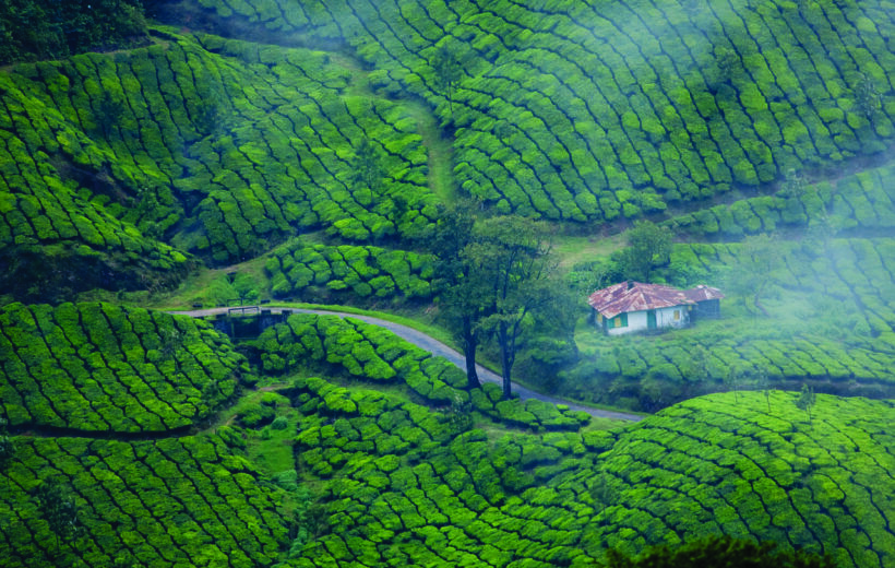 Mesmerizing Munnar – 3D/2N