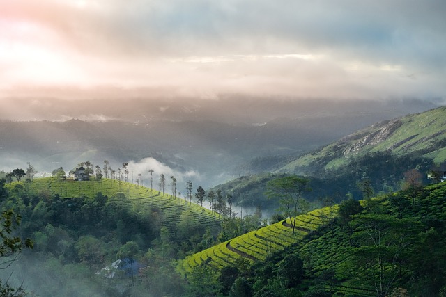 Wayanad - Nature's Wonderland - 2D/1N